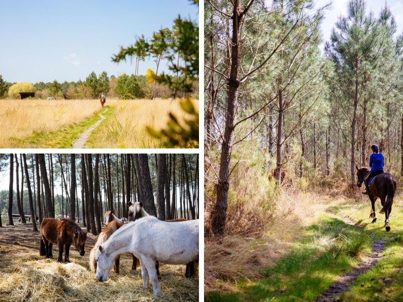 Cheval Biscarrosse