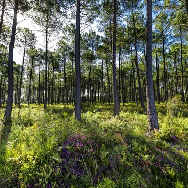 La forêt des Landes de gascogne La forêt des Landes de gascogne