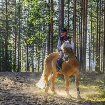A pied, à vélo, à cheval A pied, à vélo, à cheval