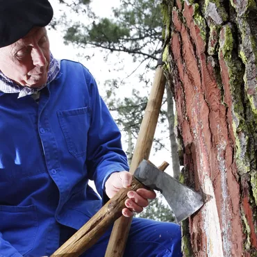 Les résiniers & le gemmage dans la forêt des Landes  Les résiniers & le gemmage dans la forêt des Landes
