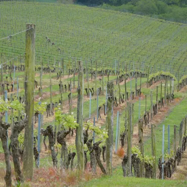 Les vins de Tursan Les vins de Tursan