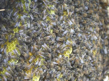 Miellerie des Grans Lacs abeilles-nombreuses-cadre Miellerie des Grans Lacs abeilles-nombreuses-cadre