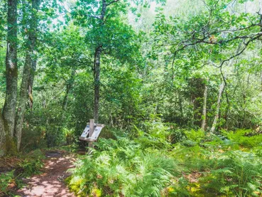 arboretum-ychoux arboretum-ychoux