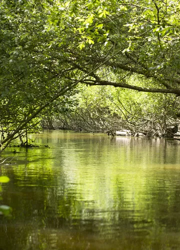 Le courant d'Huchet en accès libre à pied  courant-huchet-landes