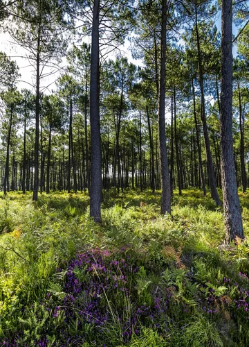 Forêt des Landes Forêt des Landes