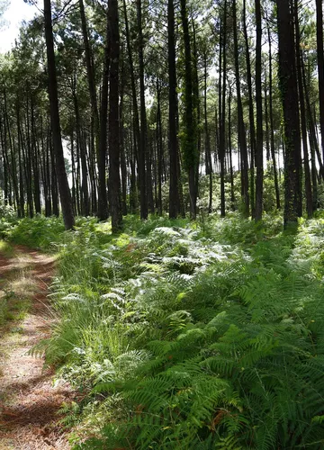 La forêt des Landes de Gascogne La forêt des Landes de Gascogne