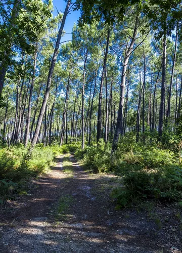 La forêt des Landes de Gascogne La forêt des Landes de Gascogne