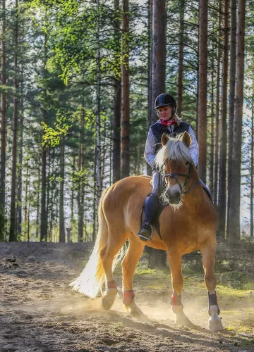 Randonnée à cheval Randonnée à cheval à Sanguinet