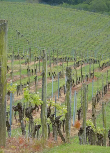 Les vignes du Tursan Les vignes du Tursan