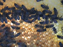 Miellerie des Grans Lacs abeilles-sur-cadre Miellerie des Grans Lacs abeilles-sur-cadre