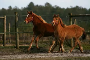 Ranch C Ranch C