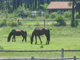 ranch 3" ranch 3"