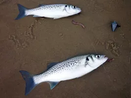 surfcasting-bisca-landes surfcasting-bisca-landes