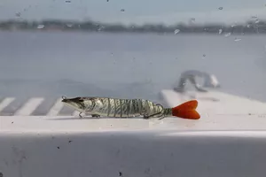 pêche-en-eau-douce8-grands-lacs-landes pêche-en-eau-douce8-grands-lacs-landes