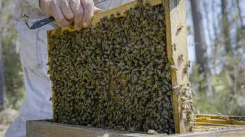 Les Ruchers du Born cadre d'abeilles Ruchers du Born Les Ruchers du Born cadre d'abeilles Ruchers du Born