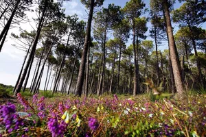 foret-bisca-landes-de-gascogne foret-bisca-landes-de-gascogne