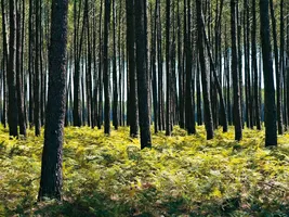 foret-bisca-pins foret-bisca-pins