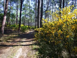 foret-bisca-pins-landes foret-bisca-pins-landes