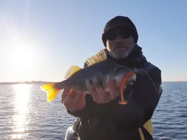 perch 37 sur swing fat 3.8 orange belly sanguinet 8 (2) ECLAIRCIE perch 37 sur swing fat 3.8 orange belly sanguinet 8 (2) ECLAIRCIE
