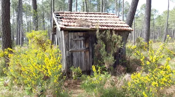 Forêt 02 Forêt 02