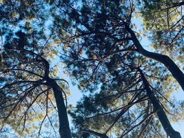 Pins__Conservatoire_Landes_Gascogne Pins__Conservatoire_Landes_Gascogne