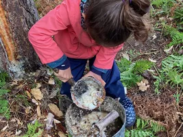 gemmage_enfant_pot_resine__Conservatoire_Landes_Gascogne gemmage_enfant_pot_resine__Conservatoire_Landes_Gascogne