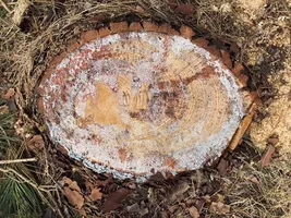 tranche-de-pin.__Conservatoire_Landes_Gascognejpeg tranche-de-pin.__Conservatoire_Landes_Gascognejpeg