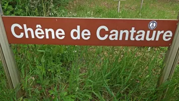 chene-du-cantaure-landes chene-du-cantaure-landes