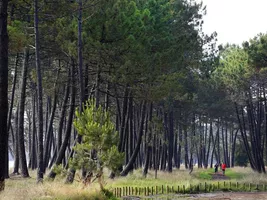 foret-bisca--bord-de-lac foret-bisca--bord-de-lac